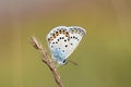 Male Plebejus idas , The Idas blue or northern blue butterfly Royalty Free Stock Photo