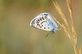 Male Plebejus idas , The Idas blue or northern blue butterfly Royalty Free Stock Photo