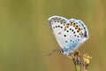 Male Plebejus idas , The Idas blue or northern blue butterfly on flower Royalty Free Stock Photo