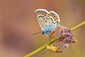 Plebejus argus , The silver-studded blue butterfly