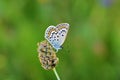 Plebejus idas , The Idas blue or northern blue butterfly Royalty Free Stock Photo