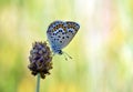 Plebejus idas , The Idas blue or northern blue butterfly Royalty Free Stock Photo