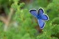 Plebejus idas , The Idas blue or northern blue butterfly