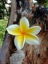 Close Up Photo Of The Plumeria Frangipani Flower Pinned To A Dead Tree Stump Royalty Free Stock Photo