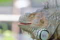 Close-up photo portrait of a big lizard reptiles Iguana. Royalty Free Stock Photo