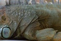 Close-up photo portrait of a big lizard reptiles Iguana Royalty Free Stock Photo