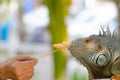 Close-up photo portrait of a big lizard reptiles Iguana Royalty Free Stock Photo