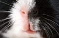 Close up photo portrait of cute guinea pig muzzle. Royalty Free Stock Photo