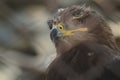 A close-up photo portrait of a wild animal. A bird of prey. Royalty Free Stock Photo