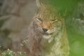 A close-up photo portrait of a wild animal. A large predator is a male lynx.