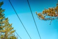 Close up photo of Power supply line with three wire poles, sunny day, pine tree forest, North Sweden, nearby to Umea city Royalty Free Stock Photo