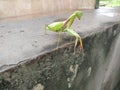 close-up photo of a praying mantis on the floor Royalty Free Stock Photo