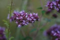 Close-up photo of pretty blooming wild oregano herb with small purple flowers in summer meadow. Origanum vulgare or wild common Royalty Free Stock Photo