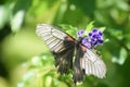 Close up photo of a pretty butterfly Royalty Free Stock Photo