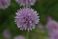 Purple blooming wild chives in the spring garden