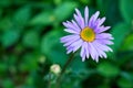 This is a close-up photo of a purple daisy with a yellow center. The background is green and blurred. The petals are spread out Royalty Free Stock Photo