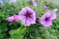 Close-up photo of purple flowers. Royalty Free Stock Photo