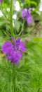 Close-up photo of purple flowers Consolida regalis Royalty Free Stock Photo