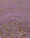 Close up photo of purple flowers that cover the ground.