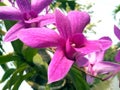 close-up photo of purple flowers that live by sticking to other tree plants Royalty Free Stock Photo