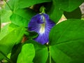 close-up photo of purple flowers among the lush green leaves Royalty Free Stock Photo