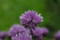 a purple Fresh Chives flower herb Royalty Free Stock Photo