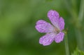 A close up photo of a purple Geranium