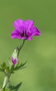 A close up photo of a purple Geranium