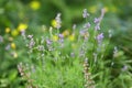 Close up photo of purple lavander flowers blooming in garden.