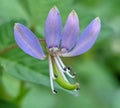 close-up photo of purple maman flowers Royalty Free Stock Photo