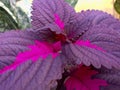 close up photo of purple miana plant