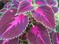 Close-up photo of purple, pink, and green coleus leaves