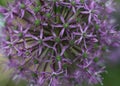 a close up of a purple Star of persia plant