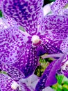close up photo of purple vanda orchid Royalty Free Stock Photo