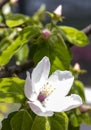 A close-up photo of a quince tree flower Royalty Free Stock Photo