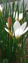 Close-up photo of rain lily white flower Royalty Free Stock Photo
