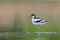 Close-up photo of a rare Pied Avocet with a long thin beak curved upwards.