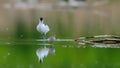 Close-up photo of a rare Pied Avocet with a long thin beak curved upwards.