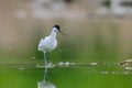 Close-up photo of a rare Pied Avocet with a long thin beak curved upwards.