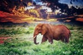 Close up photo of red African elephant in Africa. It is a wildlife photo of Tsavo East National park, Kenya. In the Royalty Free Stock Photo