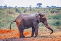 Close up photo of red African elephant in Africa. It is a wildlife photo of Tsavo East National park, Kenya. Royalty Free Stock Photo