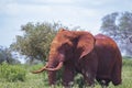Close up photo of red African elephant in Africa. It is a wildlife photo of Tsavo East National park, Kenya. Royalty Free Stock Photo
