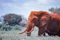 Close up photo of red African elephant in Africa. It is a wildlife photo of Tsavo East National park, Kenya. Royalty Free Stock Photo