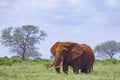 Close up photo of red African elephant in Africa. It is a wildlife photo of Tsavo East National park, Kenya. Royalty Free Stock Photo