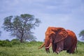 Close up photo of red African elephant in Africa. It is a wildlife photo of Tsavo East National park, Kenya. Royalty Free Stock Photo