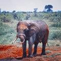 Close up photo of red African elephant with a tangled trunk in Africa. It is a wildlife photo of Tsavo East National Royalty Free Stock Photo