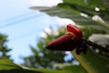 Close-up photo of red banana flowers on the tree Royalty Free Stock Photo