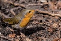 Robin close up