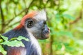 Close up photo Red Colobus Piliocolobus tephrosceles on branch. Zanzibar, Tanzania