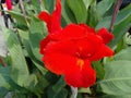 close-up photo of red flower canna indica Royalty Free Stock Photo